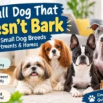 Small Dog That Doesn’t Bark