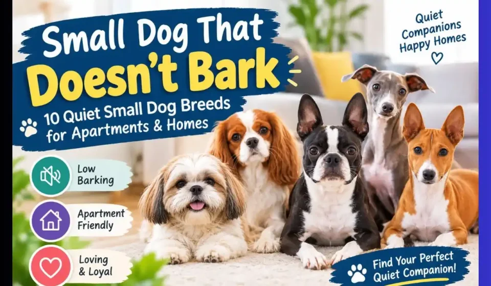 Small Dog That Doesn’t Bark