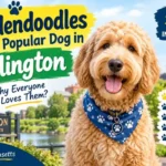 Goldendoodles Are the Most Popular Dog in Arlington