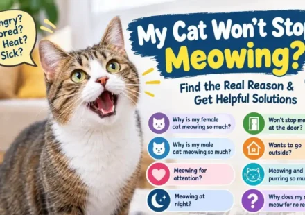 My Cat Won’t Stop Meowing